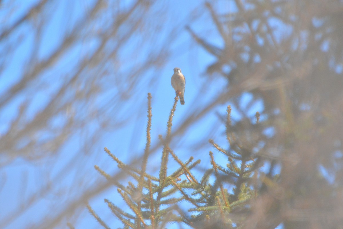 American Kestrel - ML150475201