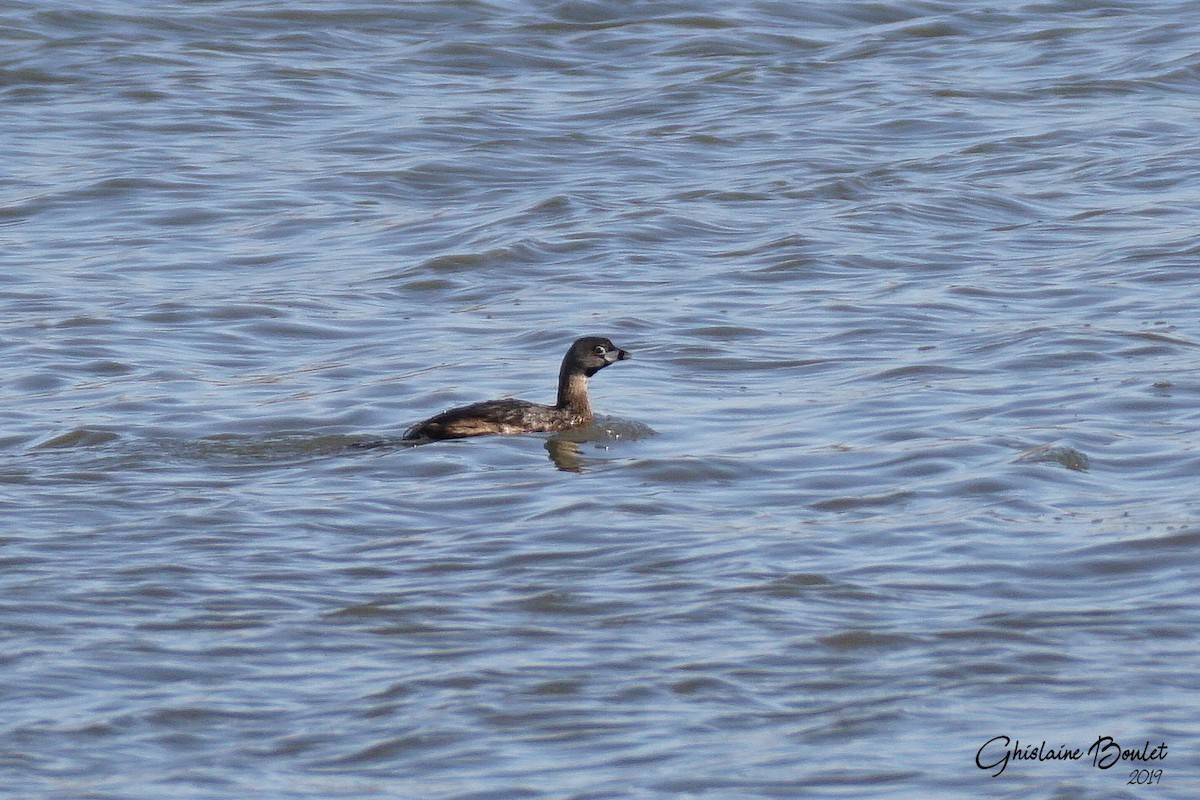 Pied-billed Grebe - ML150475611