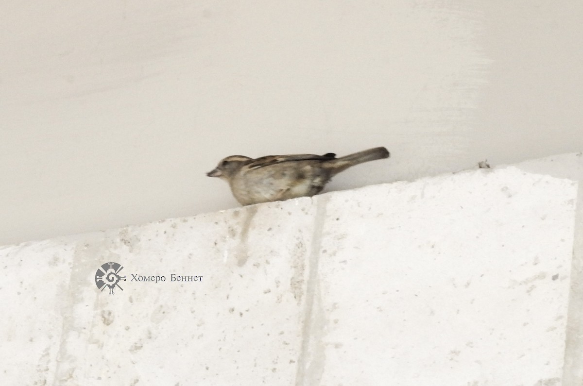 House Sparrow - ML150475941