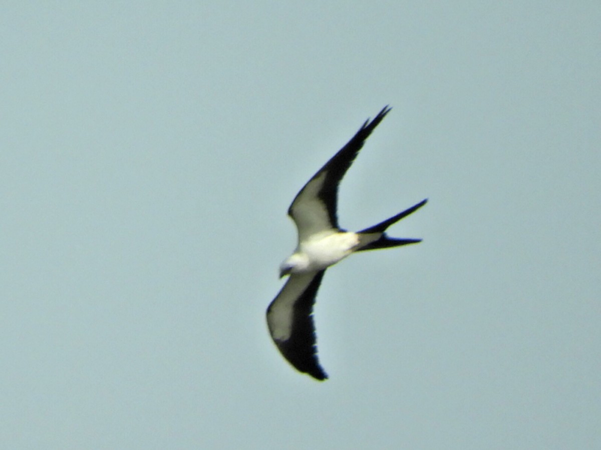 Swallow-tailed Kite - ML150478051