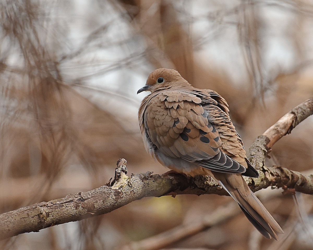 Mourning Dove - Brian Hicks