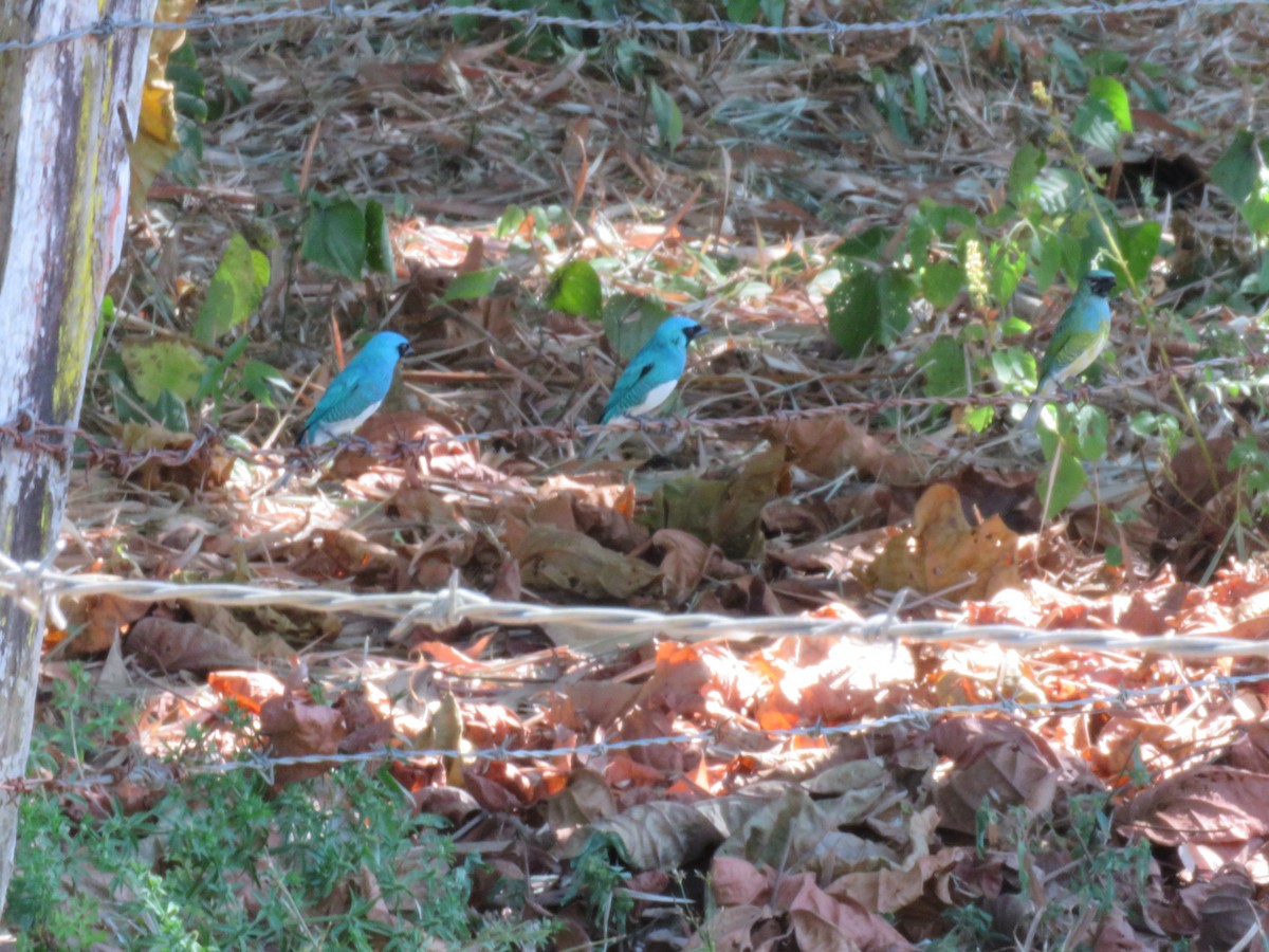 Swallow Tanager - ML150479761