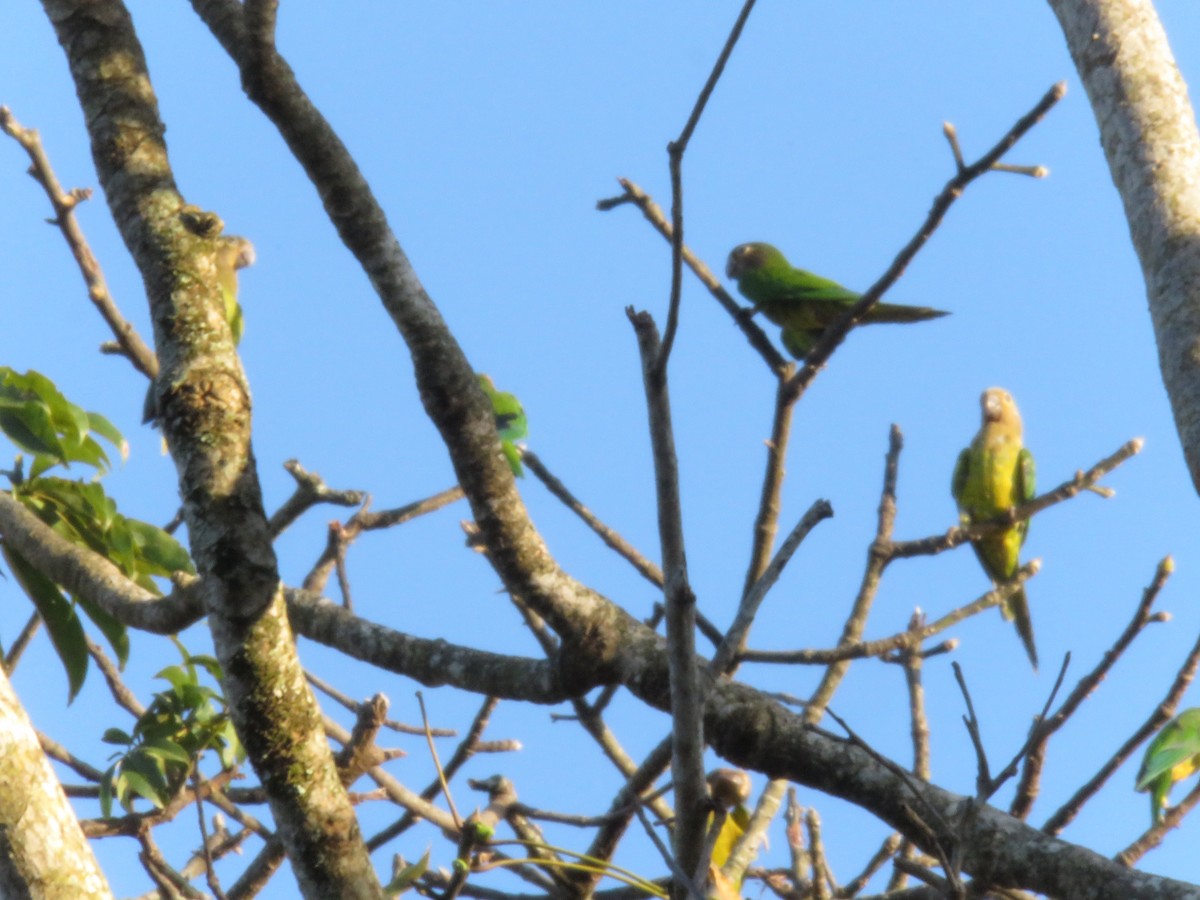 Brown-throated Parakeet - ML150480321