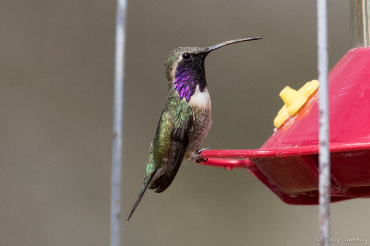 Lucifer Hummingbird - ML150481421