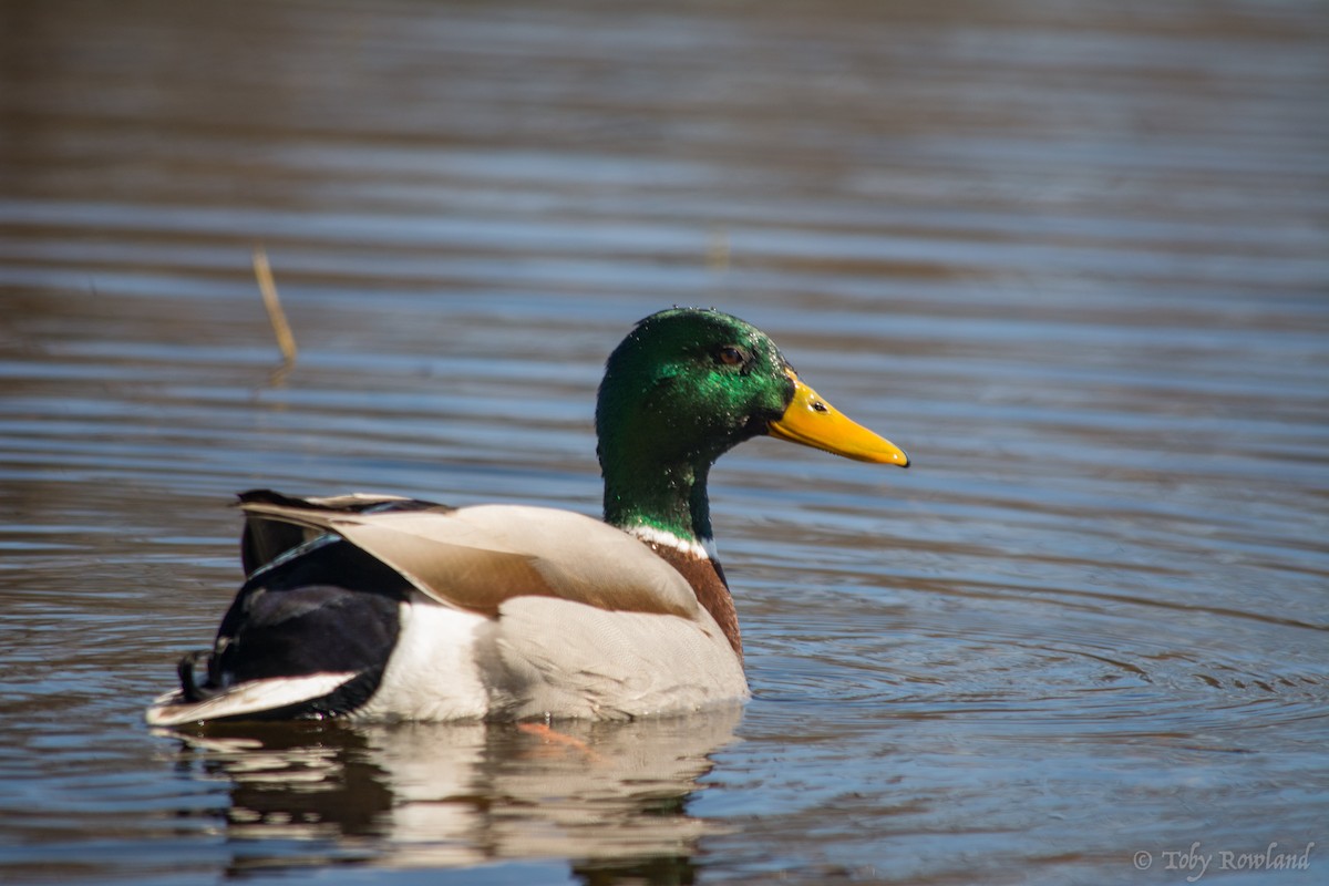 Mallard - ML150482711