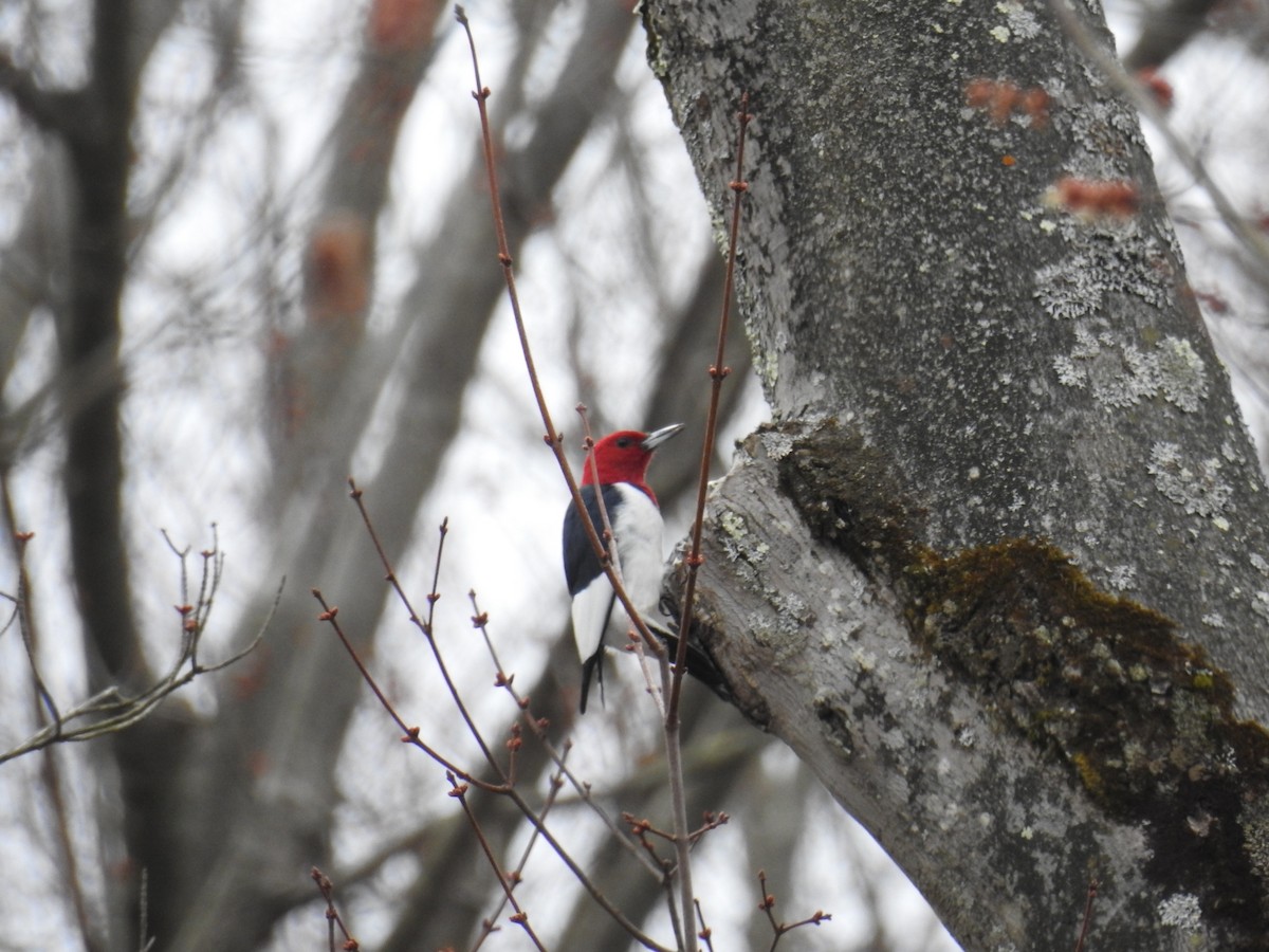 Red-headed Woodpecker - Mark Shaver