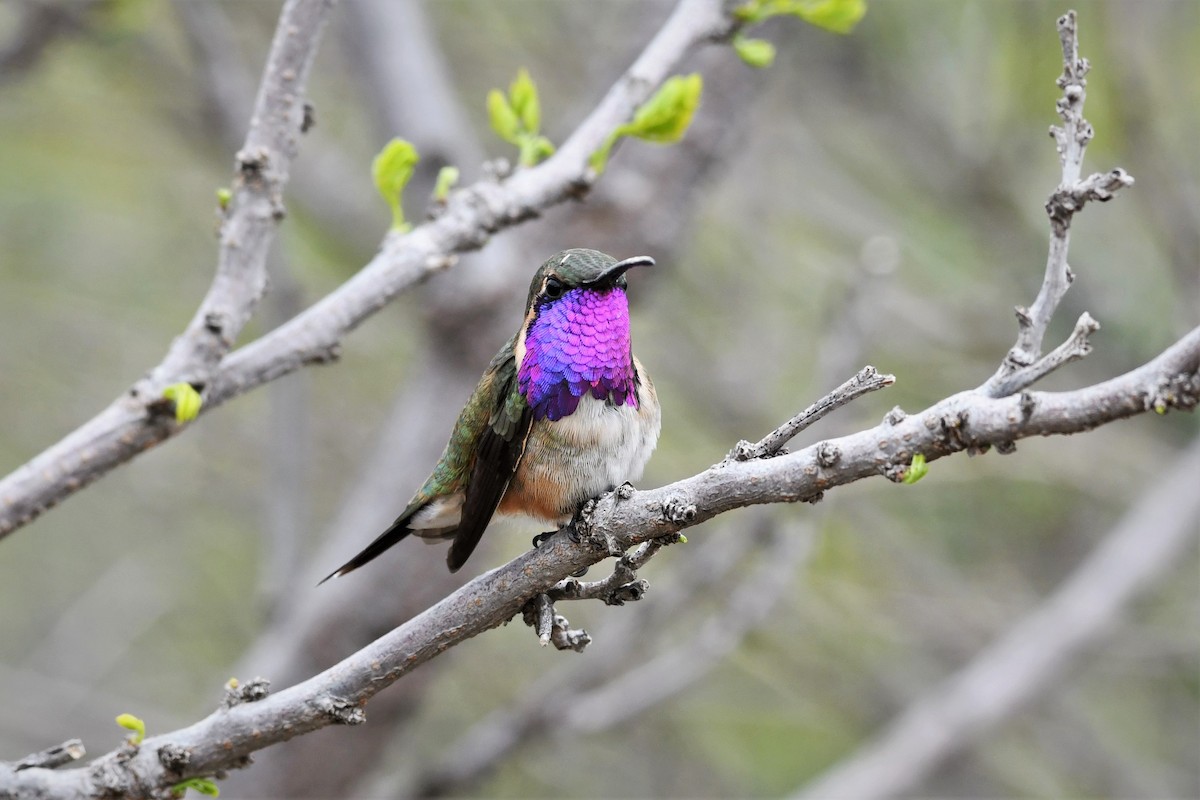 Lucifer Hummingbird - ML150483381