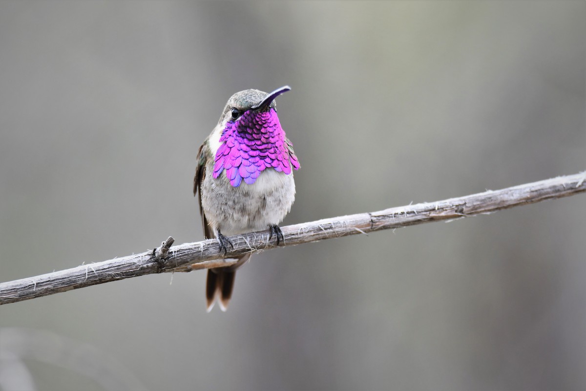 Lucifer Hummingbird - ML150483401