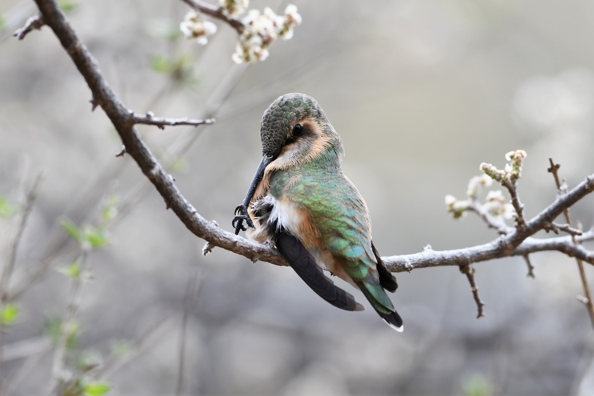 Lucifer Hummingbird - ML150483421