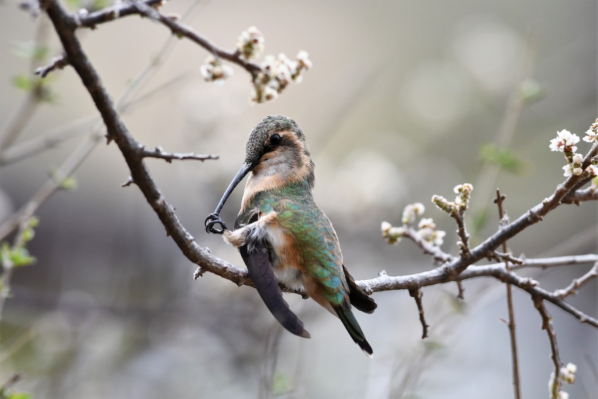 Colibrí Luminoso - ML150483431