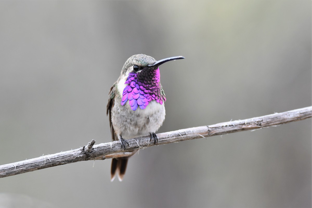 Lucifer Hummingbird - ML150483441