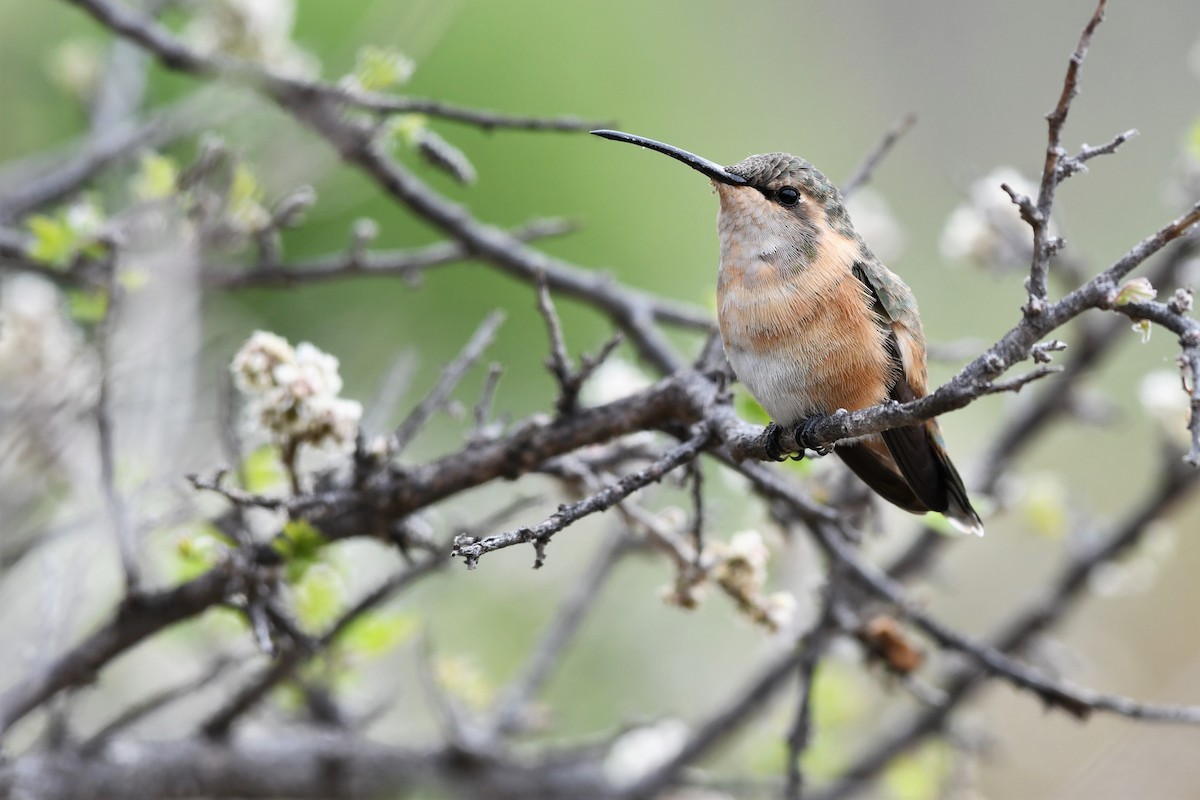 Colibrí Luminoso - ML150483461