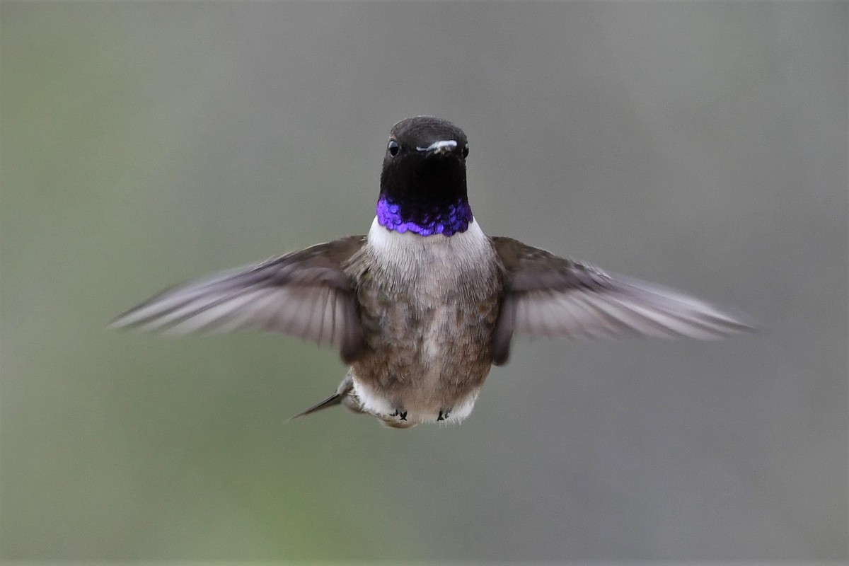 Black-chinned Hummingbird - ML150485971