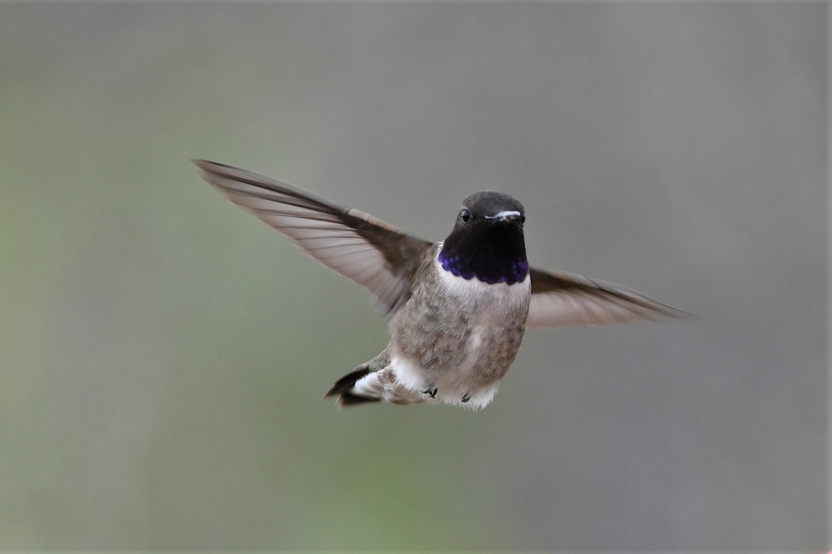 Colibrí Gorjinegro - ML150485981