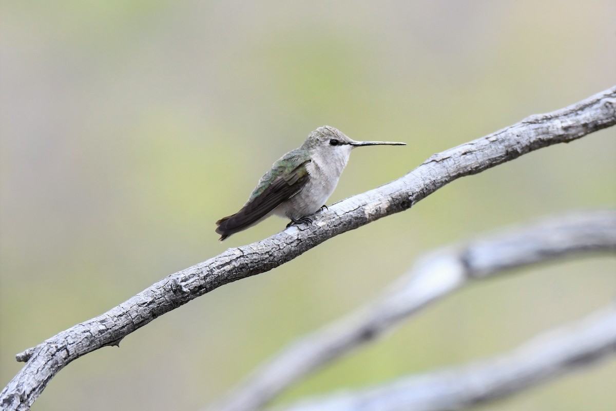 Black-chinned Hummingbird - ML150486011