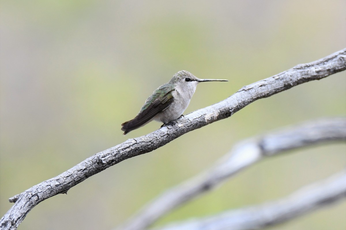 Colibrí Gorjinegro - ML150486011