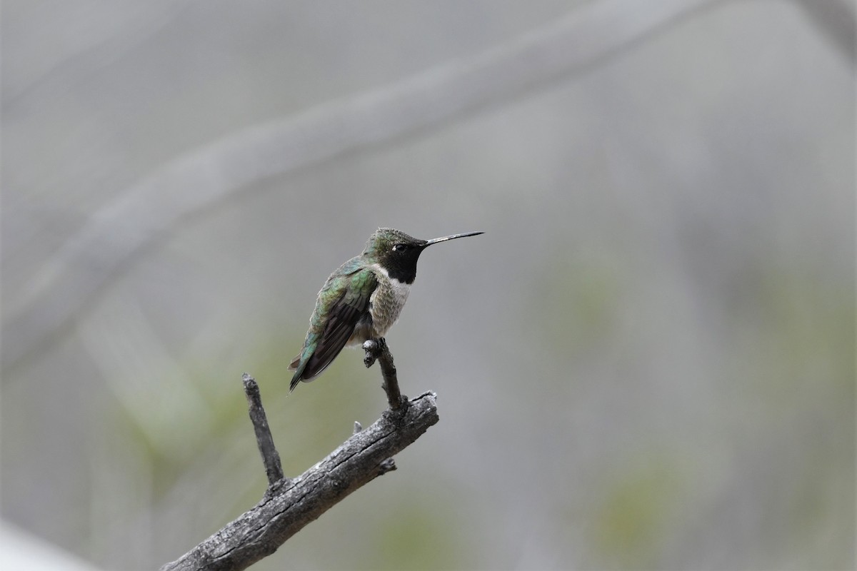 Colibri à gorge noire - ML150486031