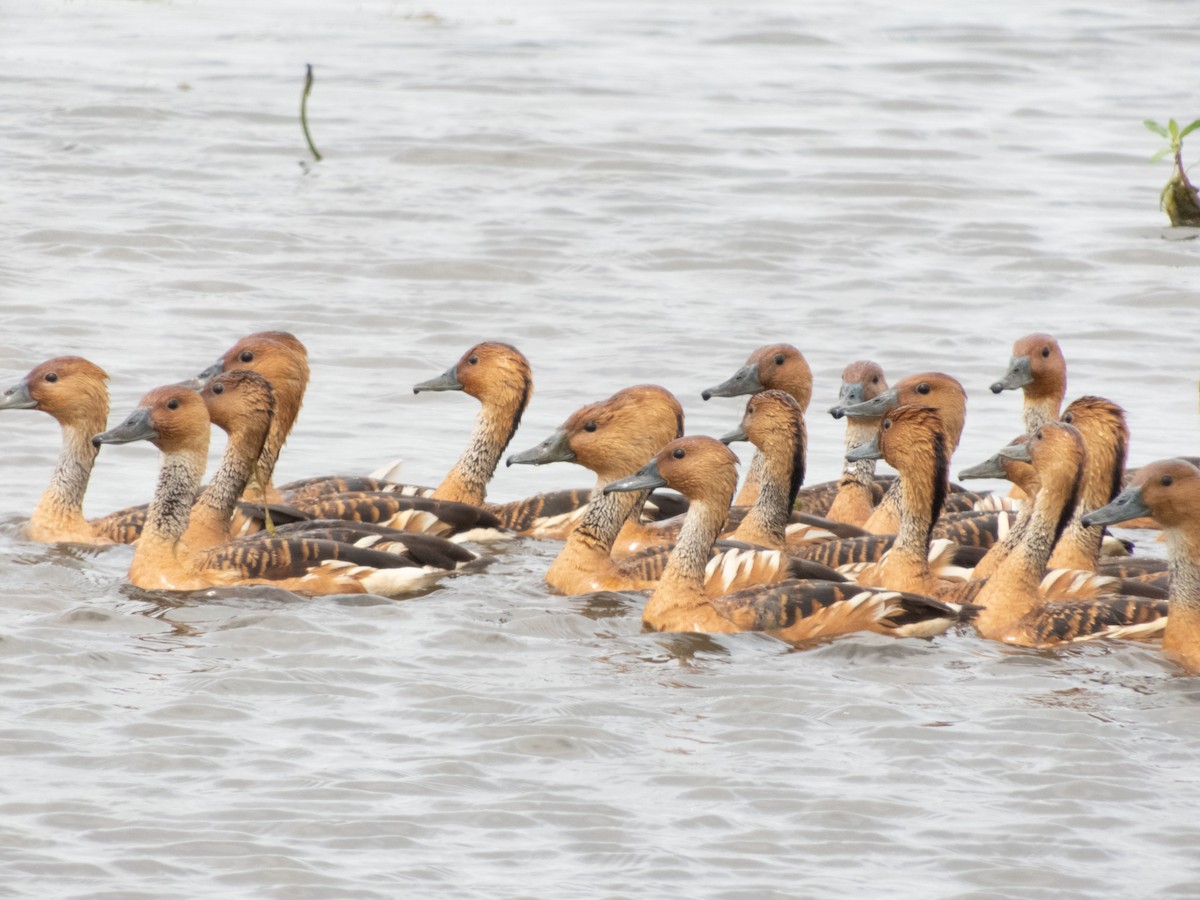 Fulvous Whistling-Duck - ML150486251