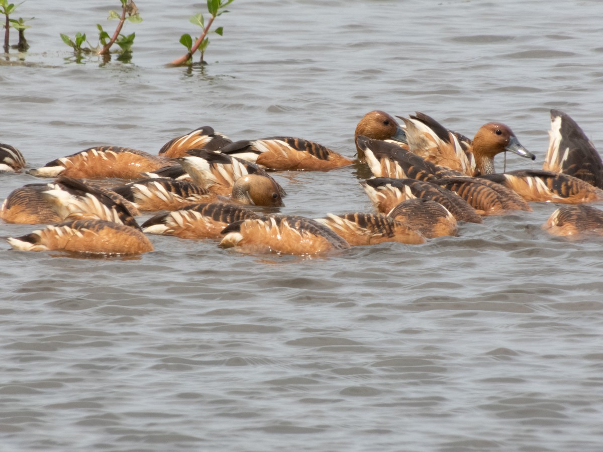 Fulvous Whistling-Duck - ML150486261