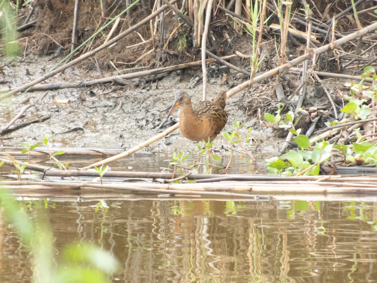 Clapper Rail - ML150486411