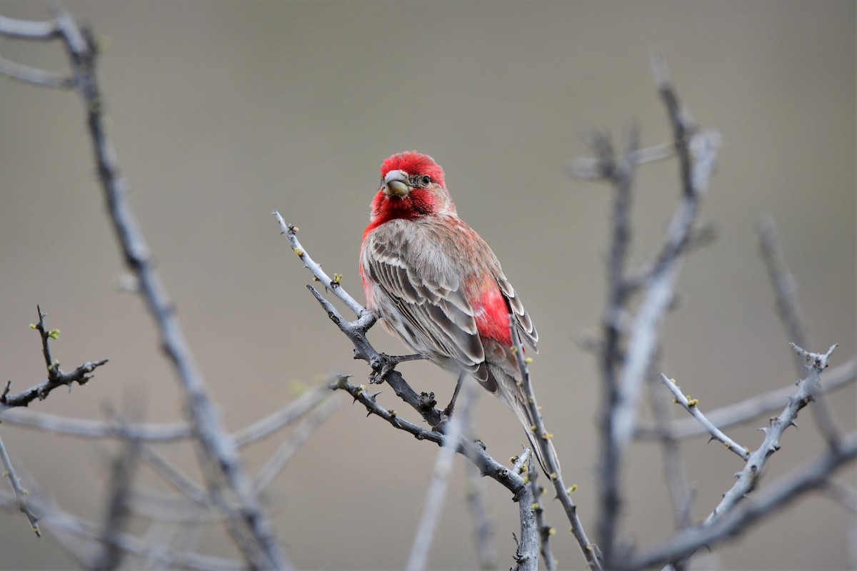 House Finch - ML150486521