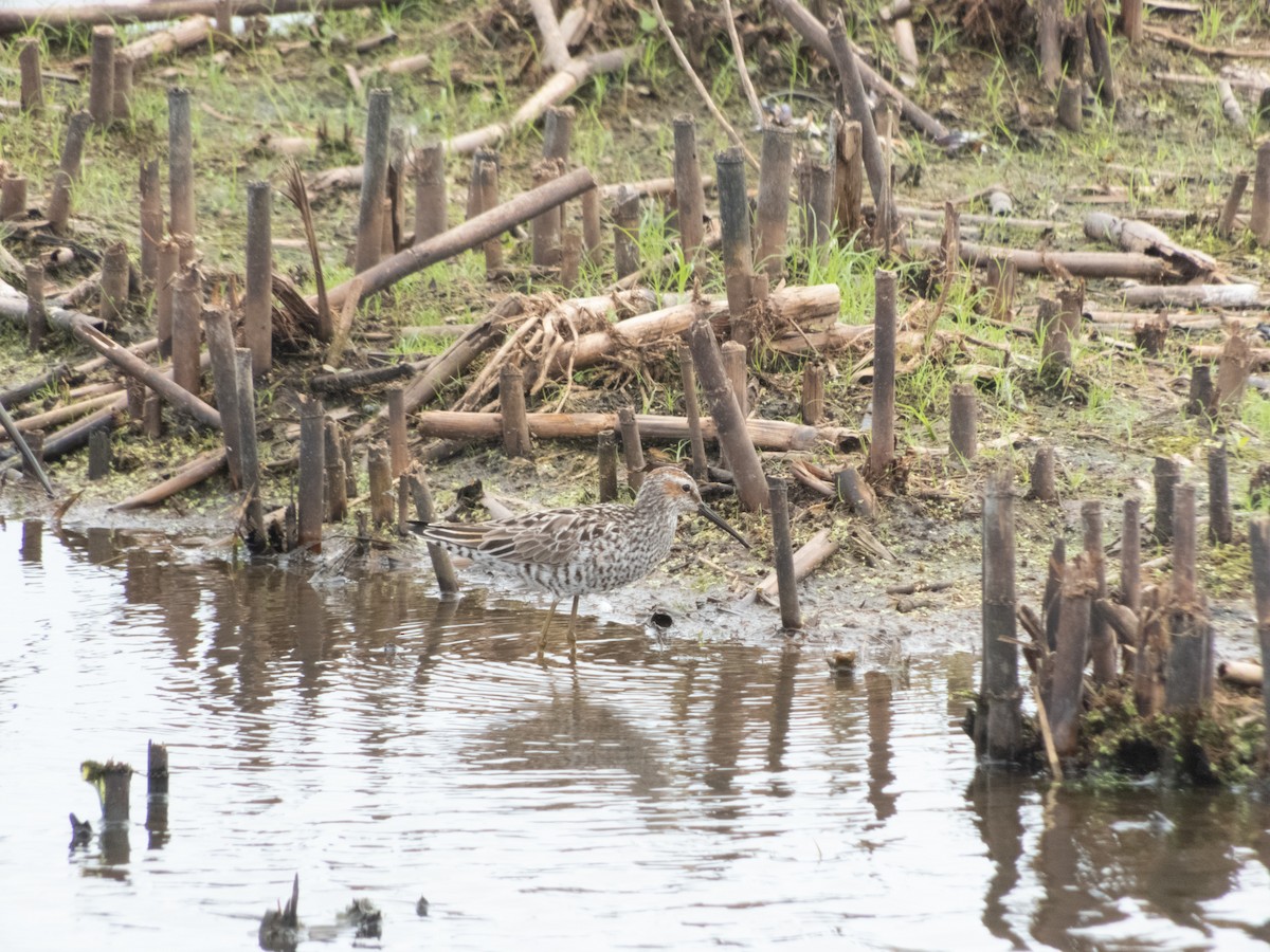 高蹺濱鷸 - ML150486561