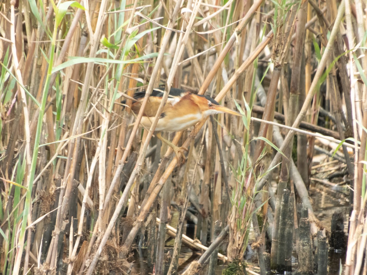 Least Bittern - ML150486611