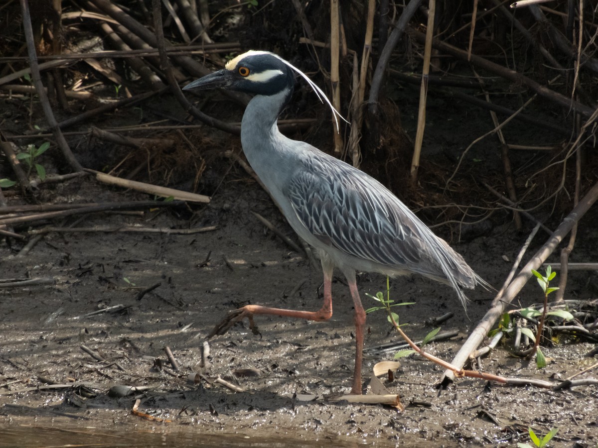 Yellow-crowned Night Heron - ML150486641