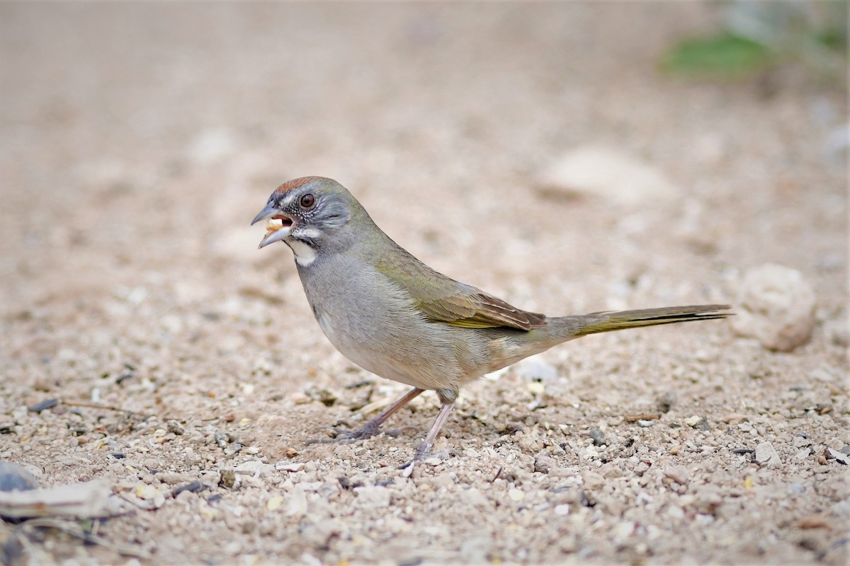 Green-tailed Towhee - ML150487351