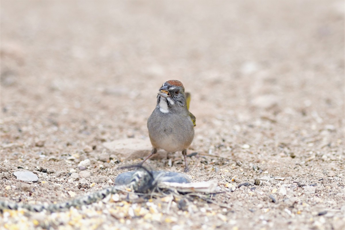 Green-tailed Towhee - ML150487361