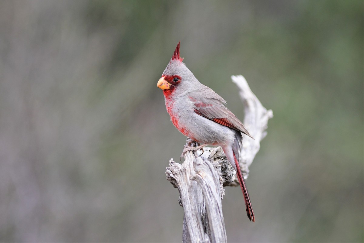 Cardinal pyrrhuloxia - ML150487501