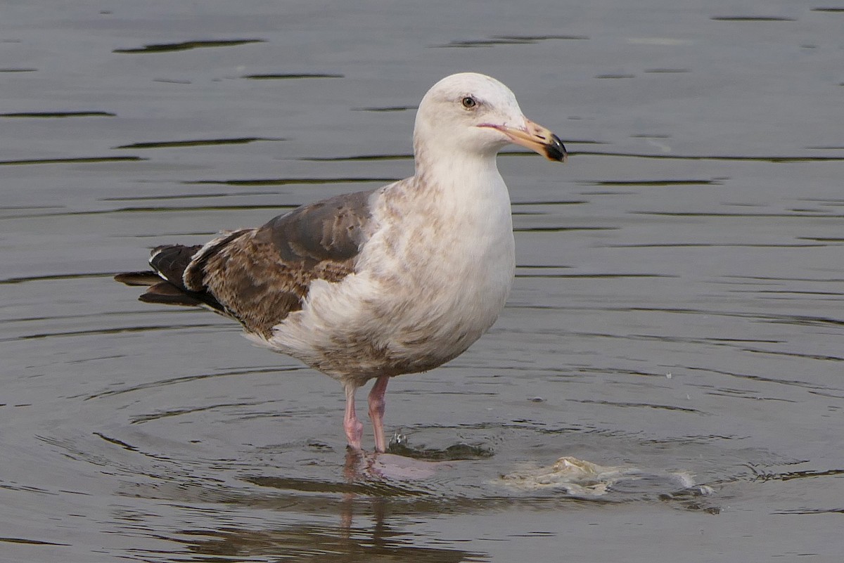 Goéland d'Audubon - ML150487831