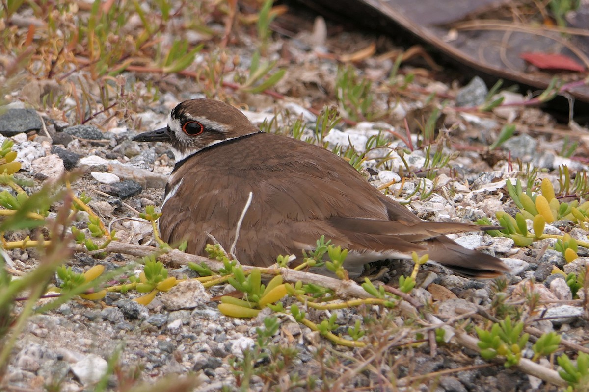 Killdeer - ML150487991