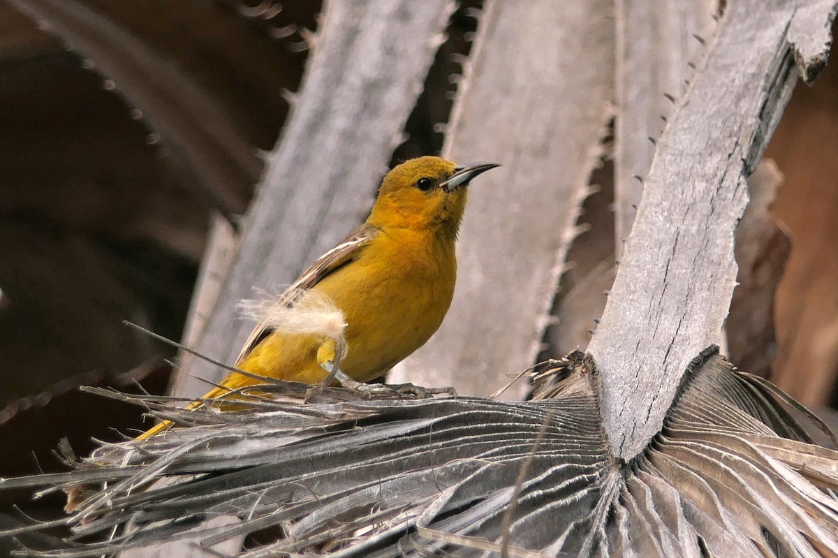 Hooded Oriole - ML150488421