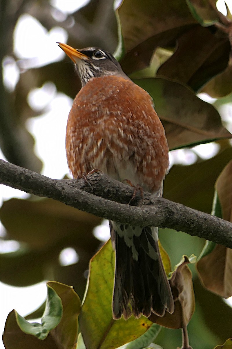 American Robin - ML150488471