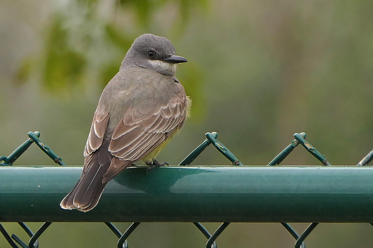 Cassin's Kingbird - ML150489021