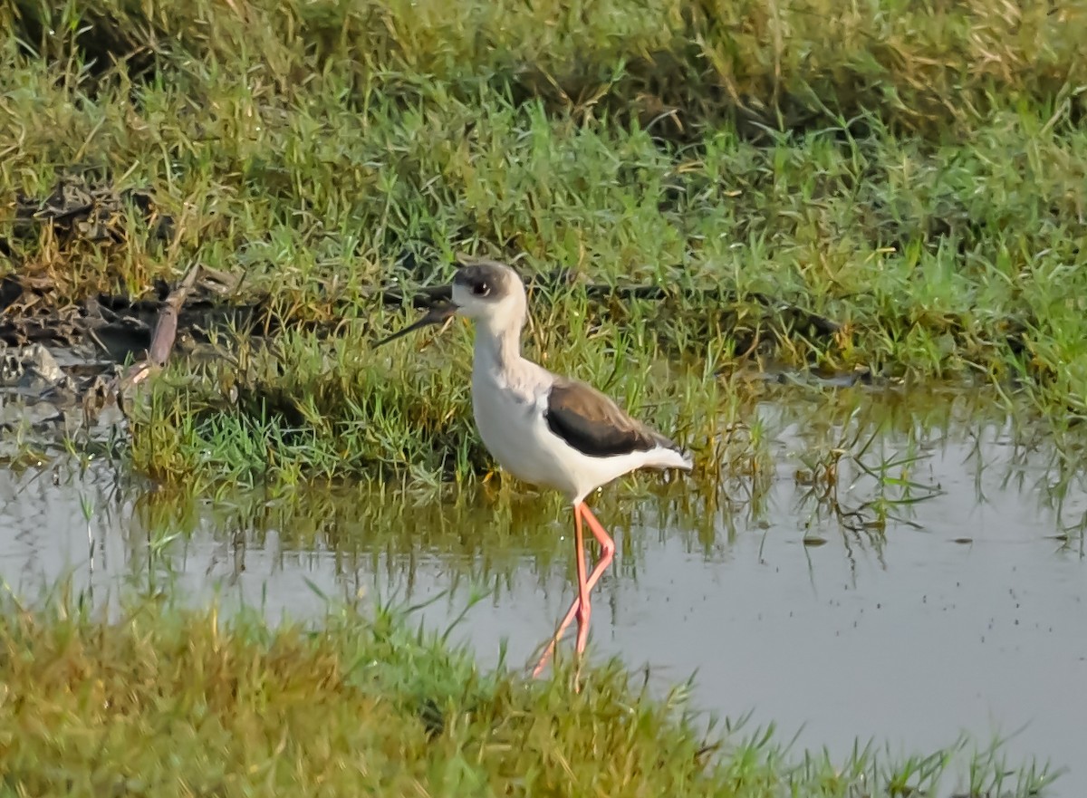 Black-winged Stilt - ML150489291