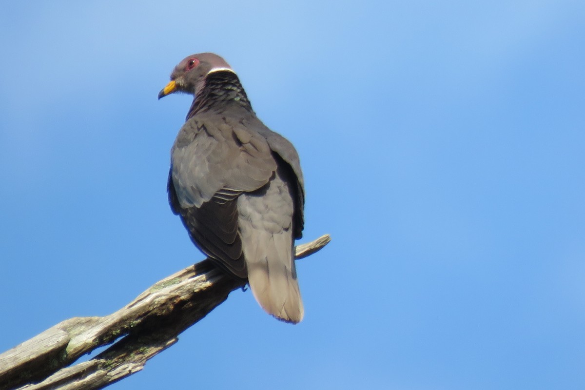 Band-tailed Pigeon - ML150489451