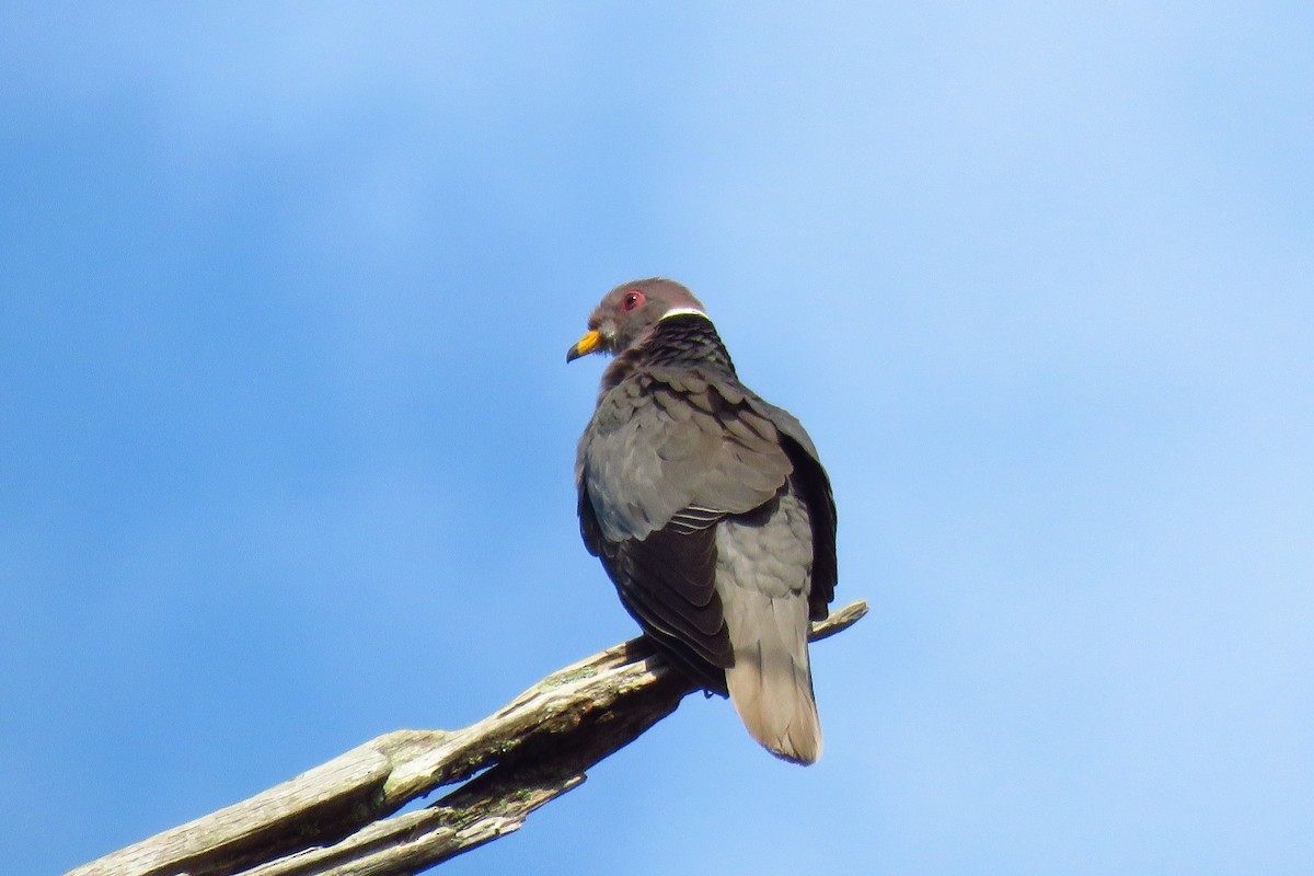 Band-tailed Pigeon - ML150489481