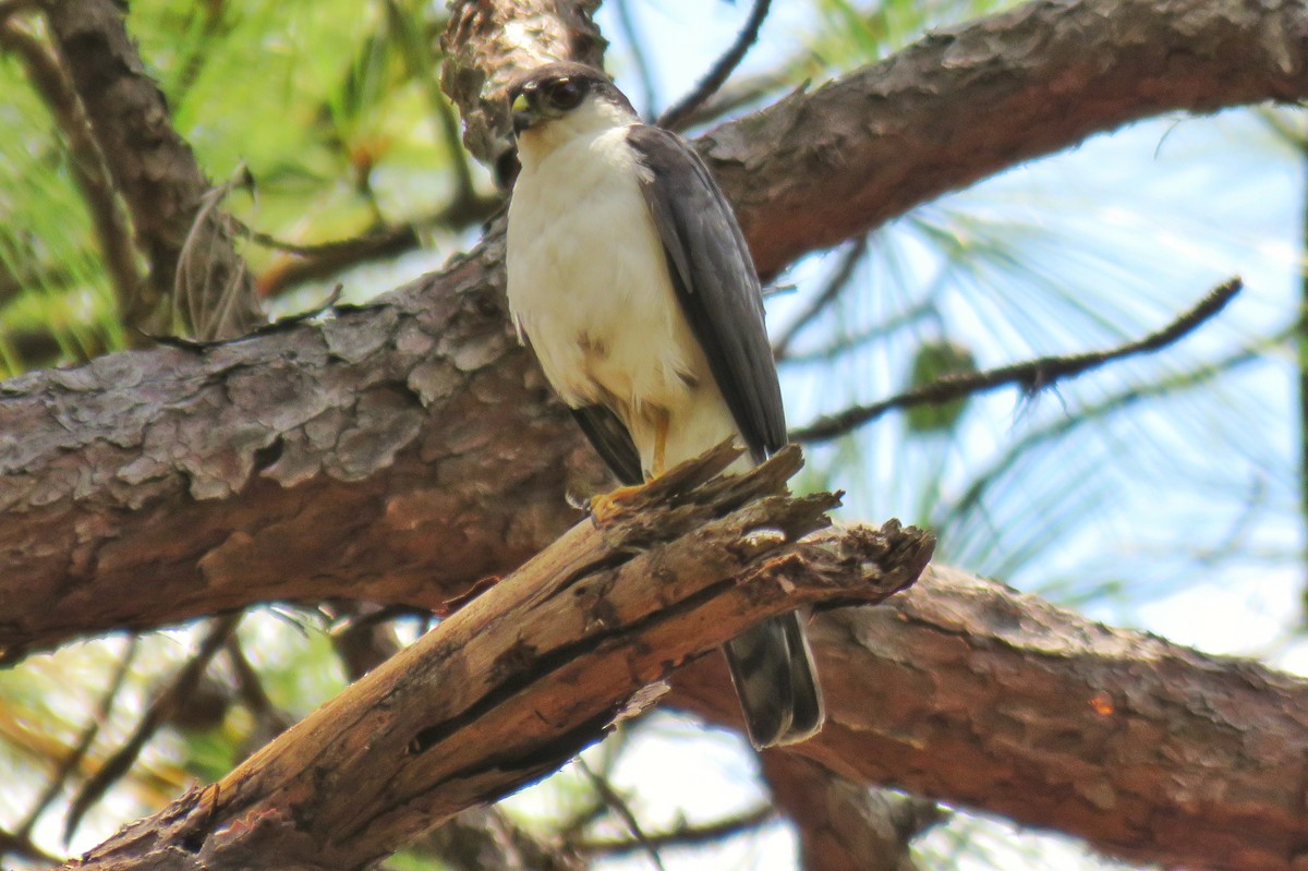 Sharp-shinned Hawk (White-breasted) - ML150489641