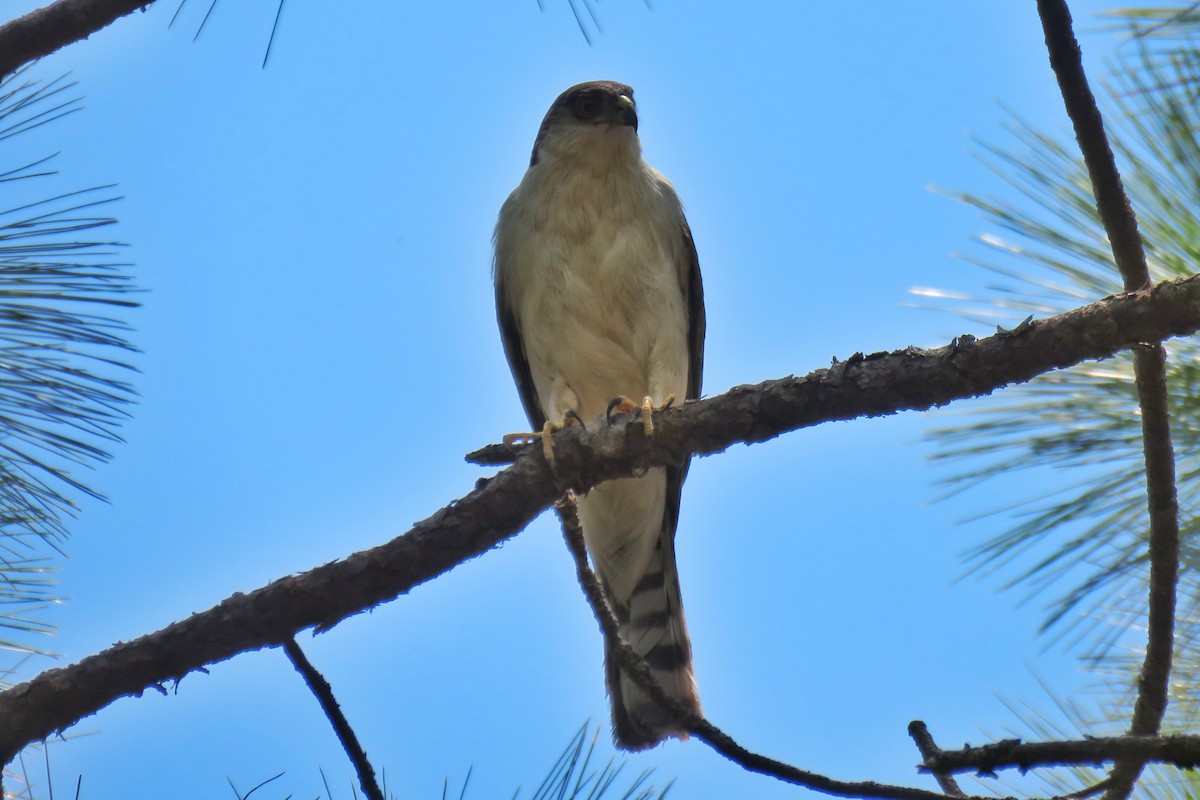 Sharp-shinned Hawk (White-breasted) - ML150489661