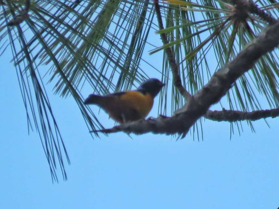 Elegant Euphonia - ML150489691