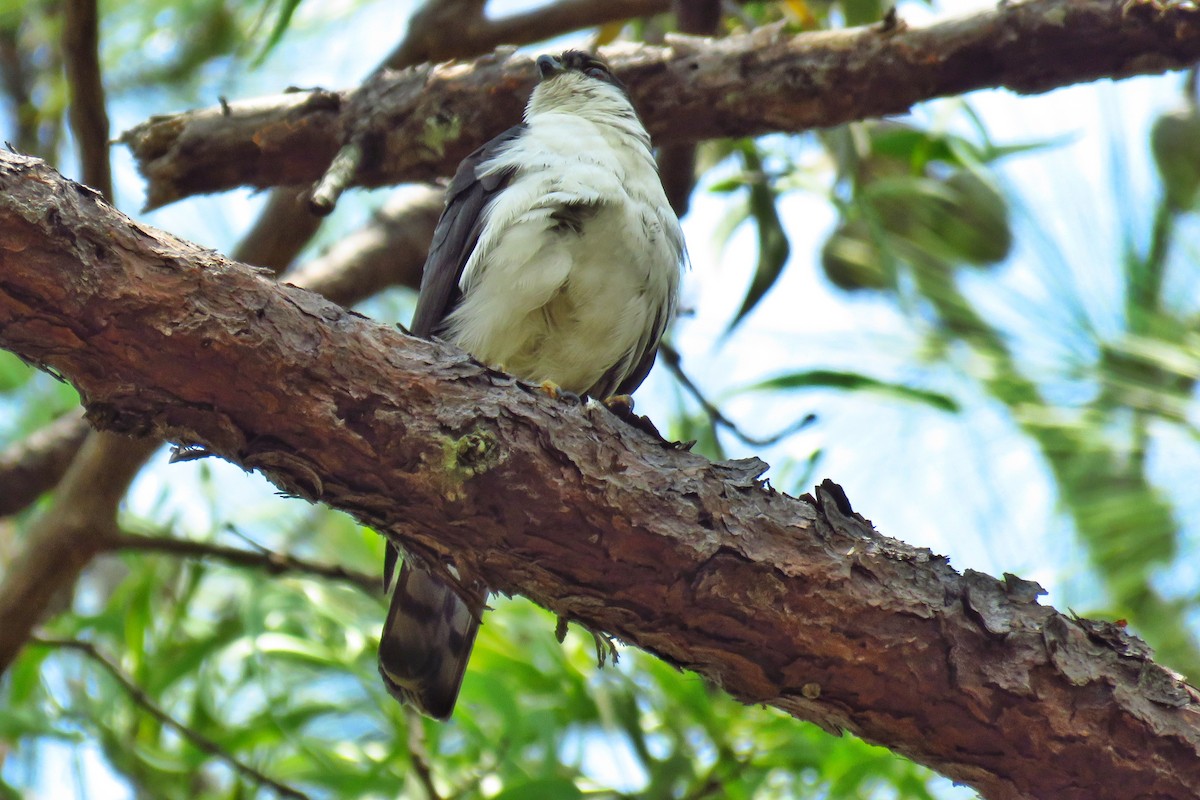 Sharp-shinned Hawk (White-breasted) - ML150489721