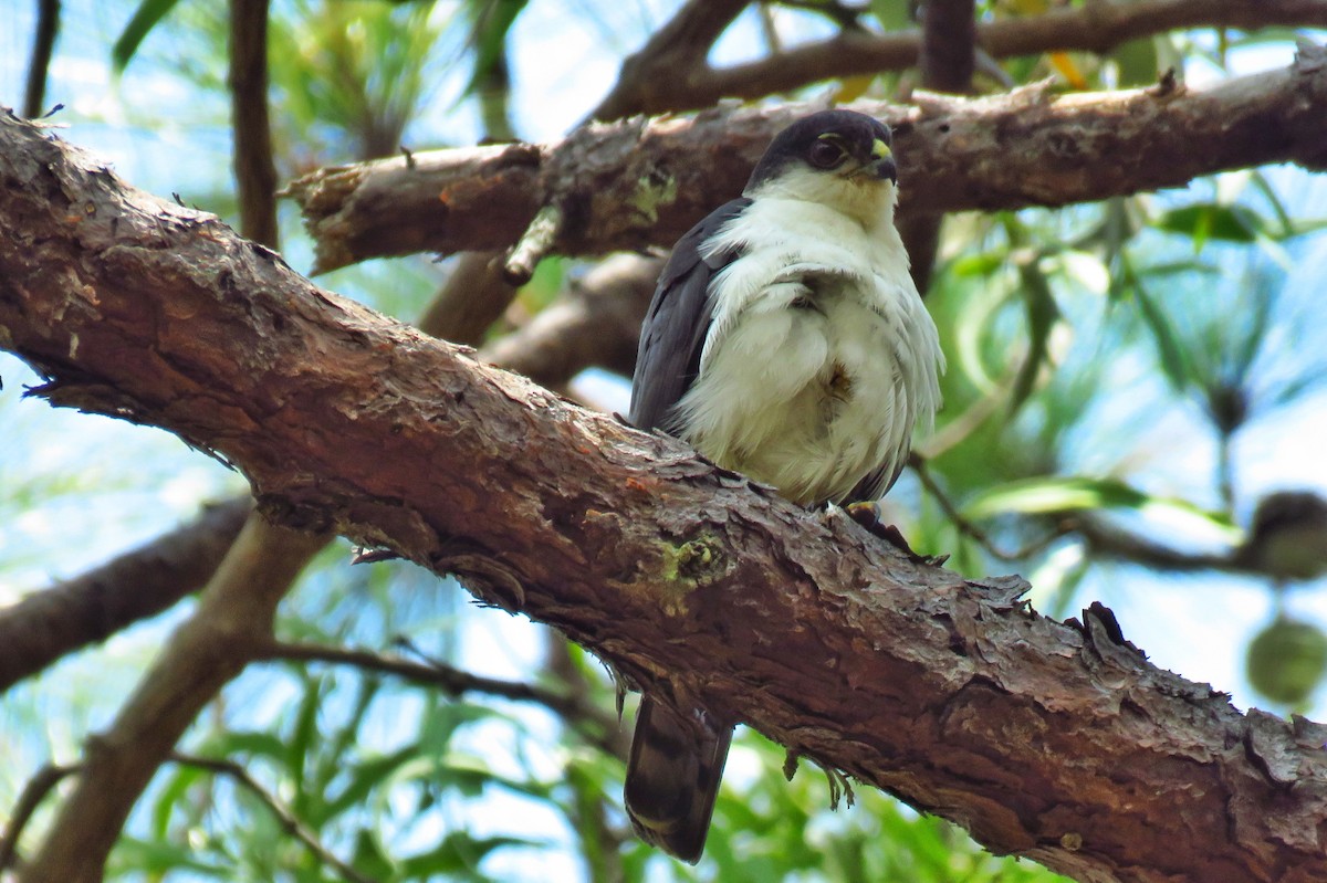 Sharp-shinned Hawk (White-breasted) - ML150489731