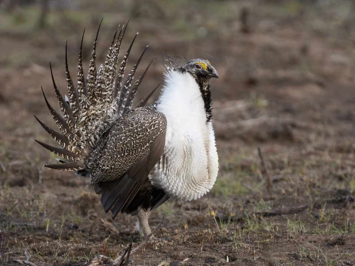 Greater Sage-Grouse - Darren Clark