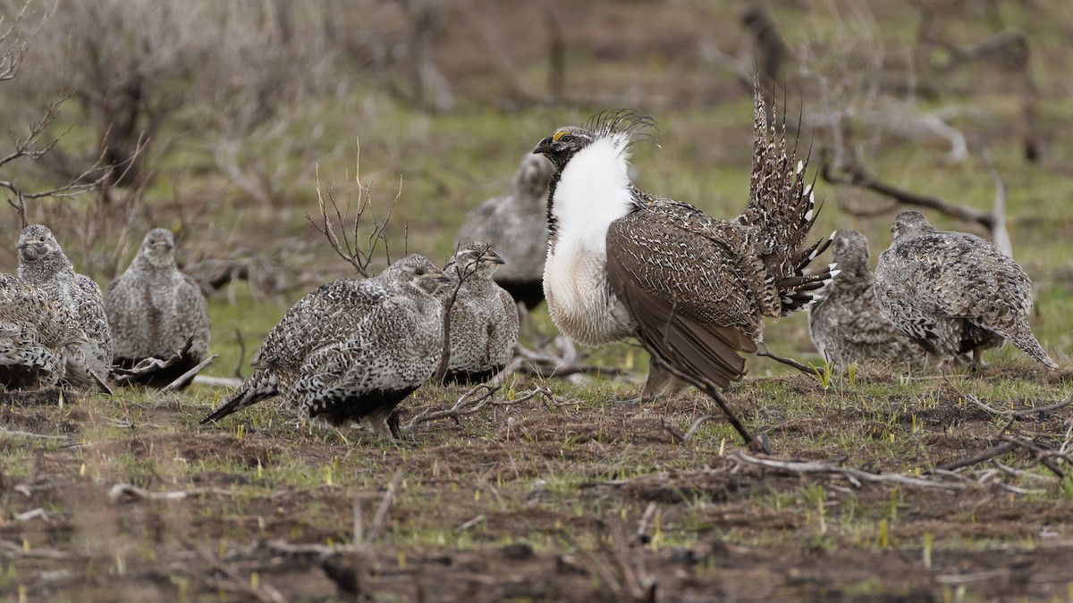 Greater Sage-Grouse - Darren Clark