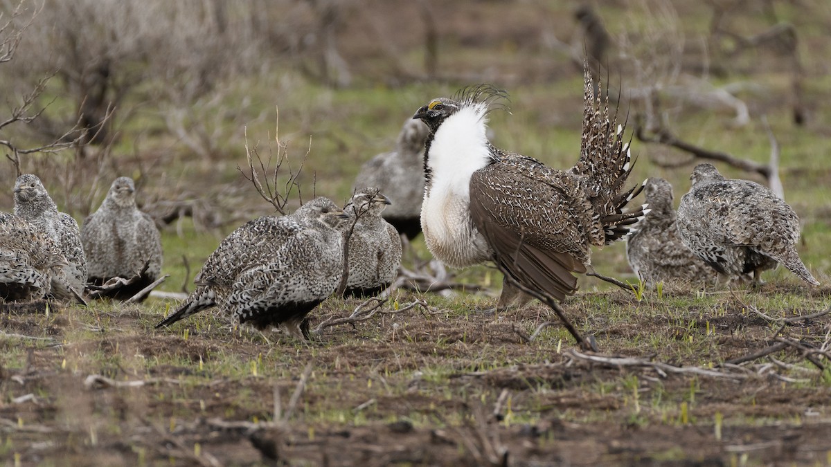 Greater Sage-Grouse - ML150489801