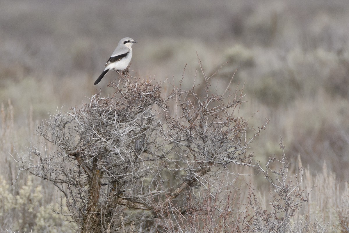 Northern Shrike - ML150489821