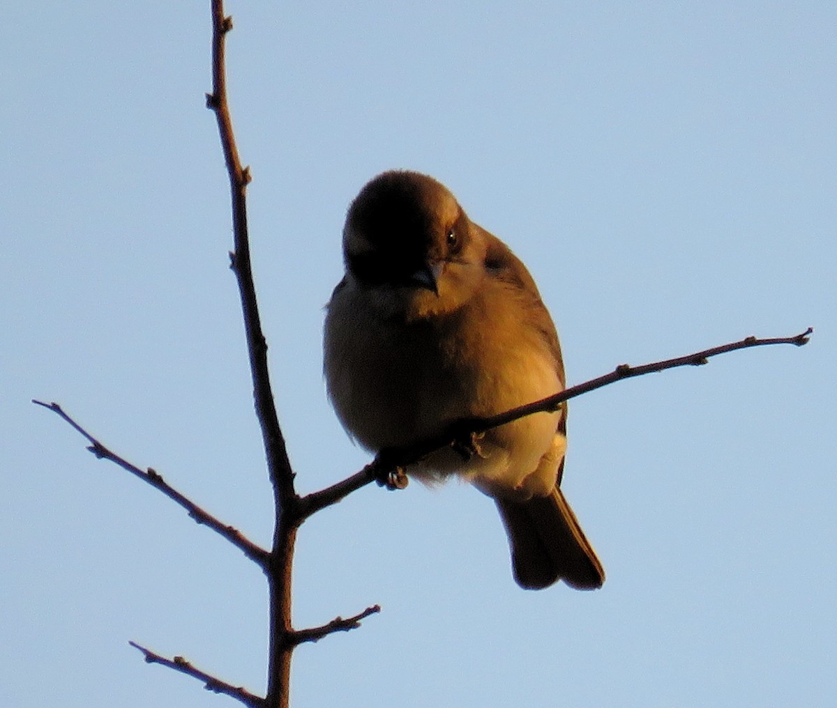 Common Woodshrike - Santharam V