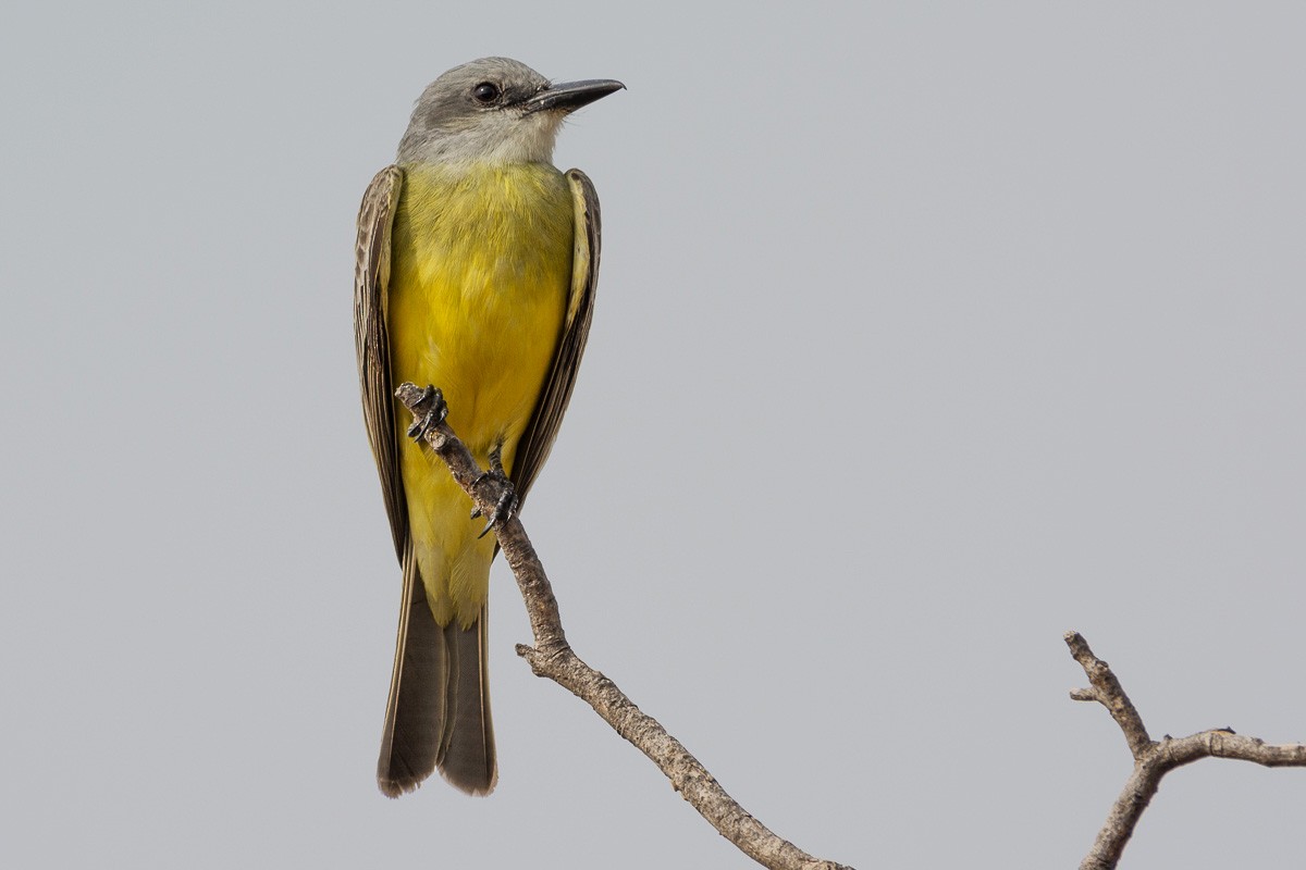 Tropical Kingbird - ML150491321